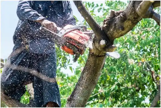 tree services Coatesville